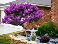 NAJDLUZEJ KWITNĄCY KRZEW ŚWIATA LAGERSTROEMIA FIOLET