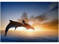 100 70CM OBRAZ PŁÓTNO DELFINY PŁÓTNO RAMA