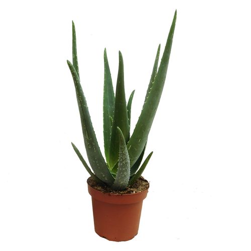 Aloes ALOE VERA 45 cm na Arena.pl
