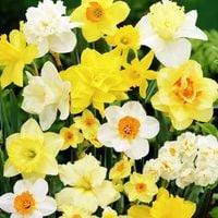 Narcyzy różne cebulki cebule mieszanka mix 50 szt.