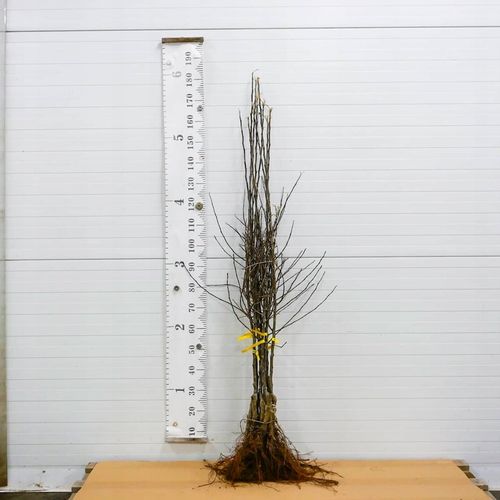 SADZONKI DRZEWKA OWOCOWE JABŁOŃ KOKSA POMARAŃCZOWA O SMAKU GRUSZKI na Arena.pl