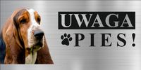 Tabliczka informacyjna dibond z nadrukiem 20x10 cm uwaga pies BASSET HOUND