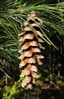 SOSNA WEJMUTKA Pinus strobus - NASIONA 350 sztuk - 10g.