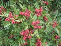 Pistacja kleista drzewo mastyksowe sadzonka 30-50cm C2