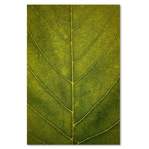 Deco Panel, Liść z bliska 80x120 na Arena.pl