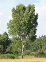 BRZOZA BRODAWKOWATA Betula pendula NASIONA 10000 sztuk - 10g.
