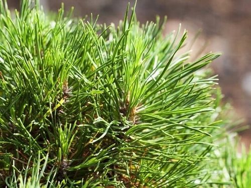 Sosna kosodrzewina VARELLA Kulista Miniatura Sadzonki w doniczkach C5 na Arena.pl