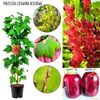 Czerwona Porzeczka Deserowa soczysta KRZEW 40-60 cm