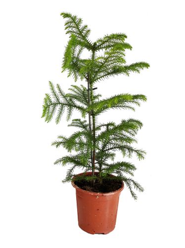 Araukaria 45cm na Arena.pl