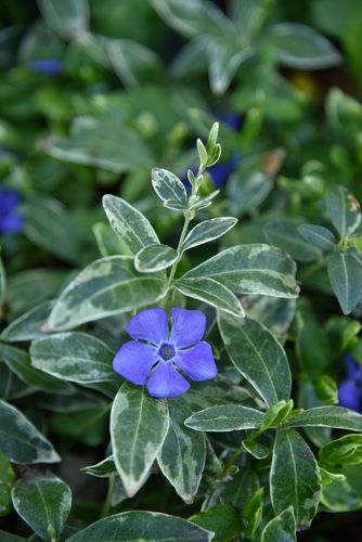 Barwinek większy Variegata - Vinca major na Arena.pl