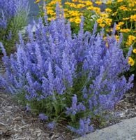 PEROWSKIA ŁOBODOLISTNA Lacey Blue  - sadz. w doniczkach