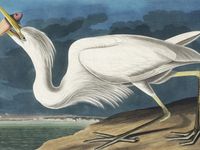 Plakat 100x75cm Czapla Biała, J.J.Audubon Vintage do Salonu