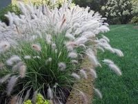 TRAWA ROZPLENICA HAMELN