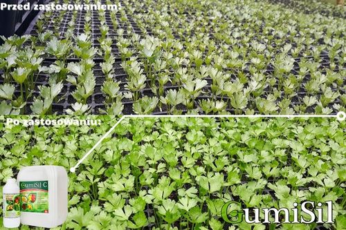 STYMULATOR DO WARZYW GUMISIL TRICHODERMA ROZSADY! EKO NAWÓZ BIOLOGICZNY TOP na Arena.pl