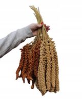 Proso senegalskie w kłosach czerwone i żółte MIX 800 g