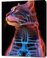 Obraz 70x90cm Anatomia Kota