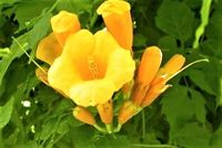 MILIN AMERYKAŃSKI żółty odporny na mróz - sadzonki 15 / 30 cm