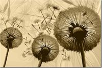 60CM 40CM OBRAZ ŚCIENNY DMUCHAWCE KREMOWYM TLE DRUK PŁÓTNO RAMA