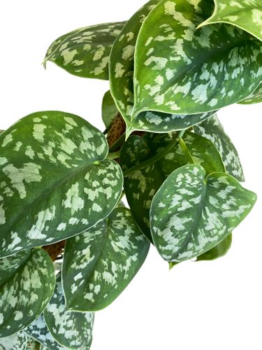 SCINDAPSUS TREBIE pnącze 80 cm na Arena.pl