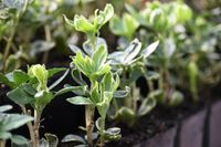 product-compare-60824582