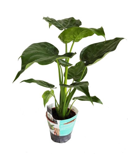 Alokazja CUCULLATA 75cm na Arena.pl