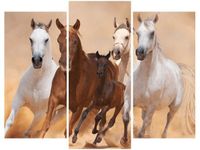 OBRAZ KONIE BIEGNĄCE GALOPEM