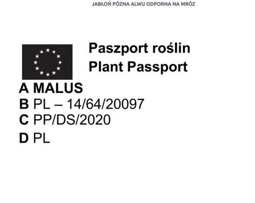 JABŁOŃ JABŁKO IDARED DUŻE I SOCZYSTE OWOCE na Arena.pl