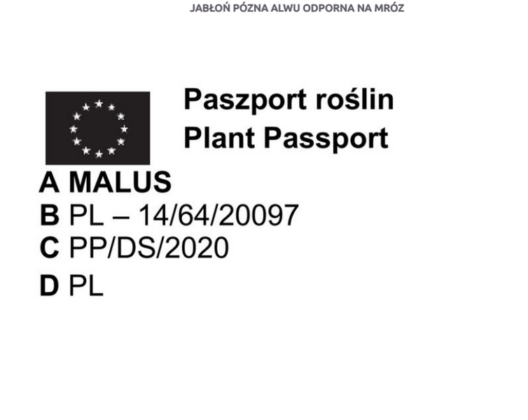 JABŁOŃ JABŁKO IDARED DUŻE I SOCZYSTE OWOCE zdjęcie 2