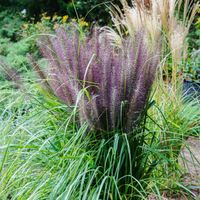 Rozplenica japońska 'Black Beauty' (Pennisetum alopecuroides) Doniczka 2.5L