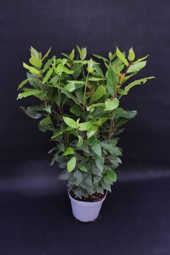 Liść LAUROWY OLBRZYM GĘSTY DUŻY Laur Wawrzyn na Arena.pl