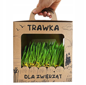TRAWA dla kota świeżo wyrośnięty przysmak odkłaczający gotowy do spożycia