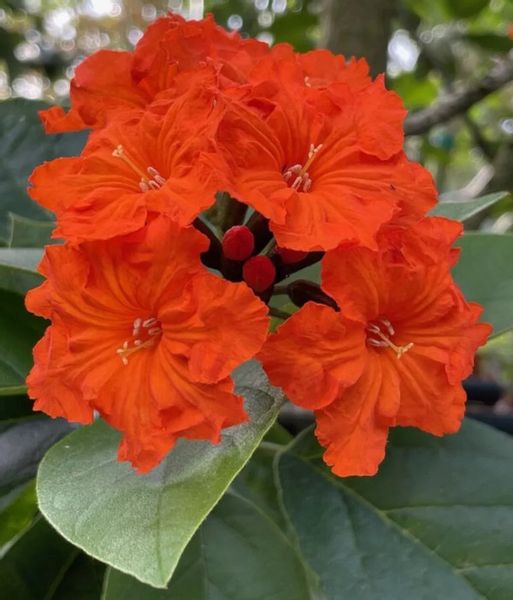 KOSTLIWKA SZKARŁATNA Cordia sebestena - NASIONA 100 sztuk - 100g. zdjęcie 1