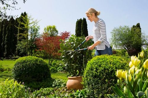 nożyce do żywopłotu - hg-12301-20 na Arena.pl