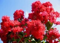 Lagerstroemia czerwona Red Imperator 20-40cm P9