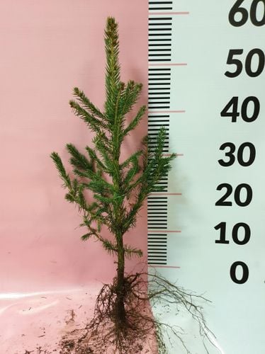 Świerk srebrny sadzonki 3 latek cm SZKÓŁKOWANY na Arena.pl