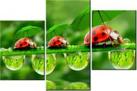 60 90CM OBRAZ 3 ELEM BIEDRONECZKI ŚCIENNY DRUK PŁÓTNO