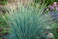Elymus magellanicus Wydmuchrzyca Magellana niebieska trawa ozdobna sadzonka
