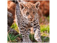 50X50CM MAYRA TAMBAKO THE JAGUAR OBRAZ