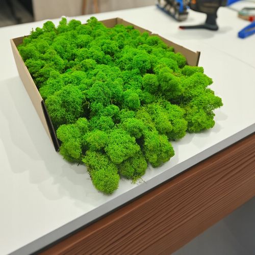 Mech Chrobotek Reniferowy - Fiński - Oczyszczony - Jasnozielony - 500g na Arena.pl