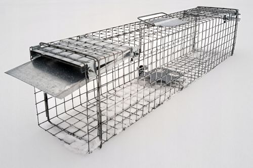 PROFESJONALNA PUŁAPKA ŻYWOŁAPKA KUNY SZCZURY ŁASKI NORKI ŁAPKA na Arena.pl