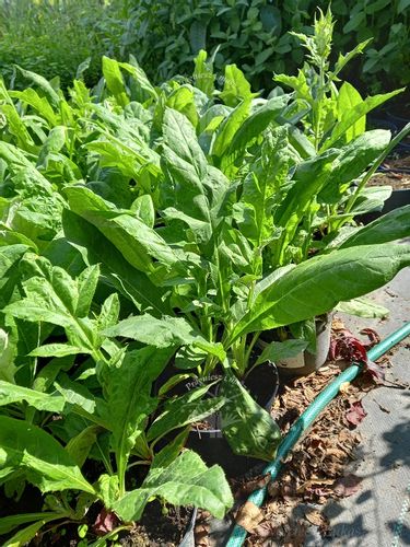 Przegorzan sadzonka rabata bylina suchy bukiet na Arena.pl