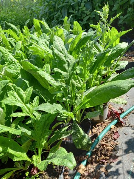 Przegorzan sadzonka rabata bylina suchy bukiet zdjęcie 2