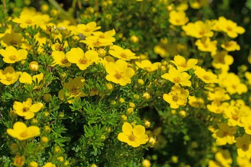Pięciornik krzewiasty 'Goldfinger' Żółty (Potentilla fruticosa) Poj. 2.0L na Arena.pl