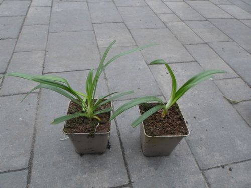 Lilia Agapant Ever White P9 na Arena.pl