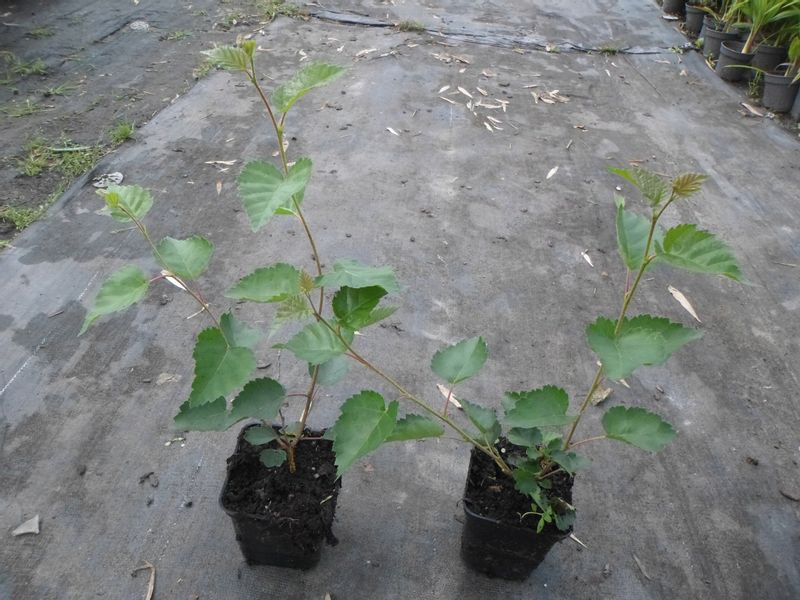 Brzoza wielopienna doorenbos 20-40cm P9 zdjęcie 7