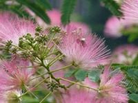 ALBICJA JEDWABISTA Albizia julibrissin - NASIONA 200 sztuk - 10g.