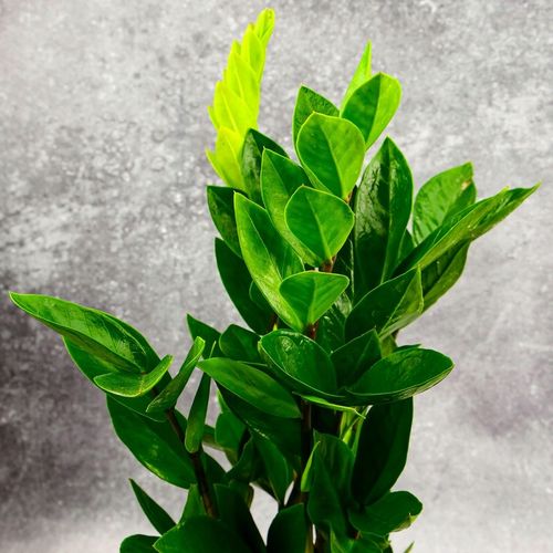 Zamioculcas Zamiokulkas zamiifolia ROŚNIE WSZĘDZIE W ZIMOWYM OPAKOWANIU na Arena.pl