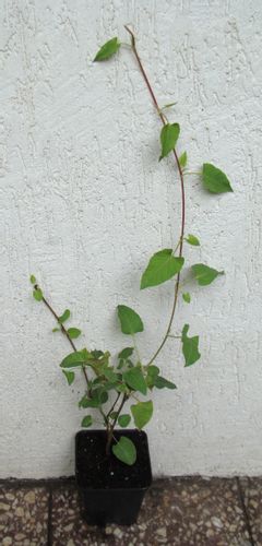 RDEST AUBERTA - sadzonki w doniczkach ! na Arena.pl