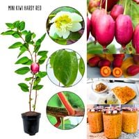 Mini Kiwi Hardy Red wysoka mrozoodporność KRZEW 40-80 cm