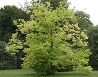 WIĄZOWIEC ZACHODNI Celtis occidentalis - NASIONA 100 sztuk - 10g.